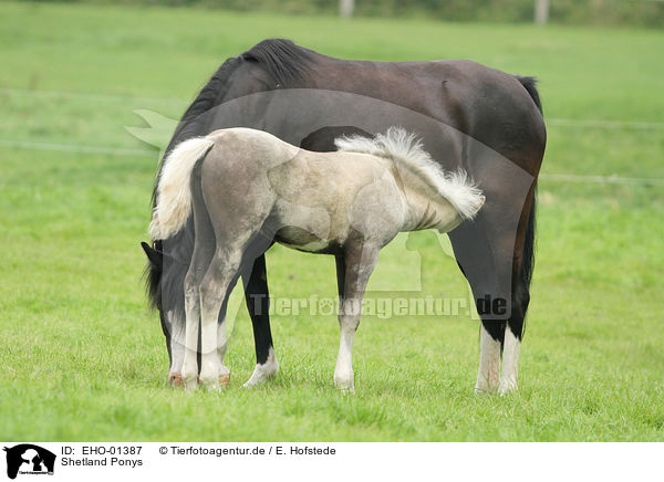 Shetland Ponys / Shetland Ponys / EHO-01387