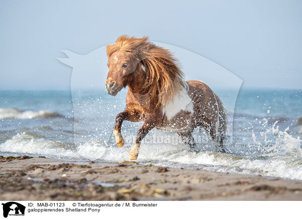 galoppierendes Shetland Pony / galloping Shetland Pony / MAB-01123