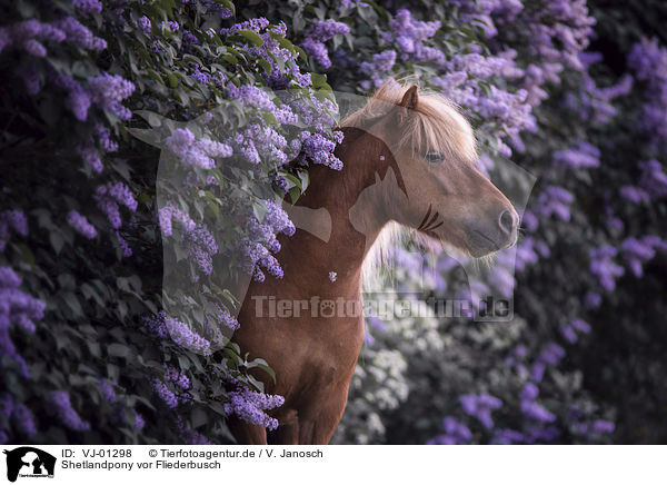 Shetlandpony vor Fliederbusch / Shetlandpony in front of elder bush / VJ-01298