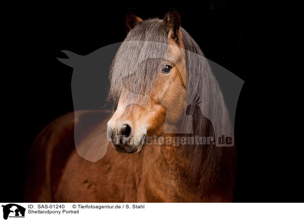 Shetlandpony Portrait / Shetland Pony portrait / SAS-01240