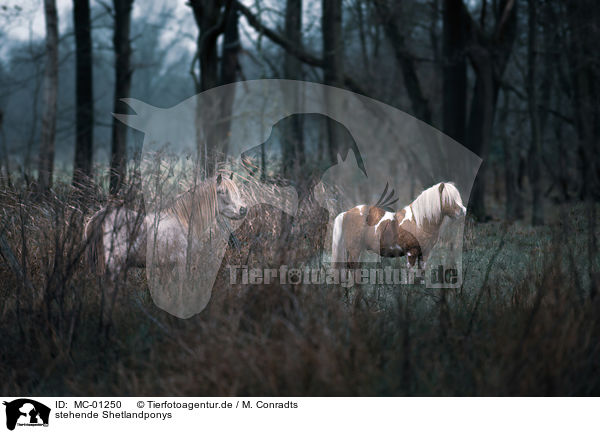 stehende Shetlandponys / standing Shetland Ponies / MC-01250