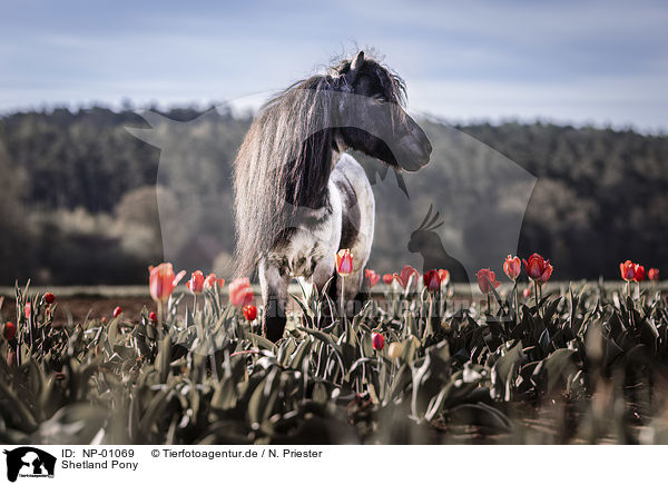 Shetland Pony / Shetland Pony / NP-01069