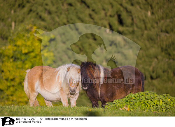 2 Shetland Ponies / 2 Shetland Ponies / PW-12207