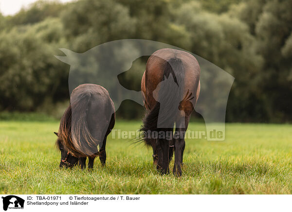 Shetlandpony und Islnder / Shetlandpony and Icelandic horse / TBA-01971