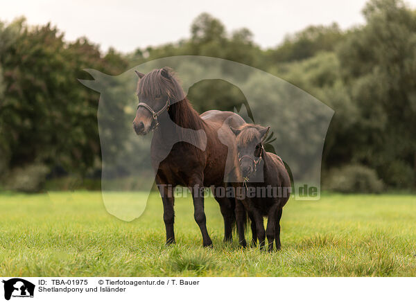 Shetlandpony und Islnder / Shetlandpony and Icelandic horse / TBA-01975