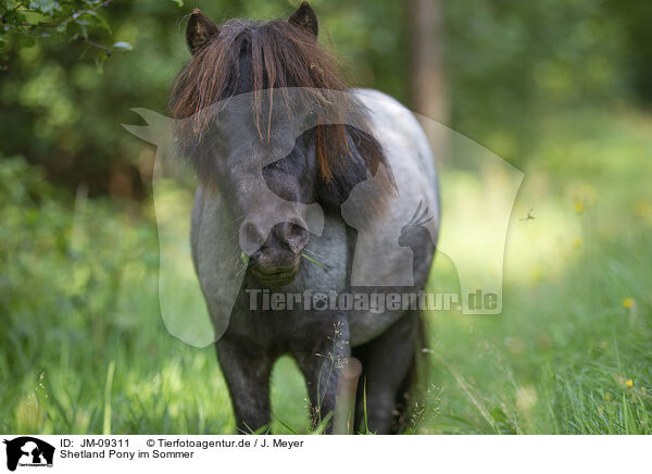 Shetland Pony im Sommer / Shetland Pony in summer / JM-09311