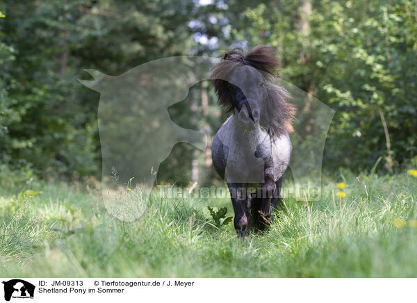 Shetland Pony im Sommer / Shetland Pony in summer / JM-09313