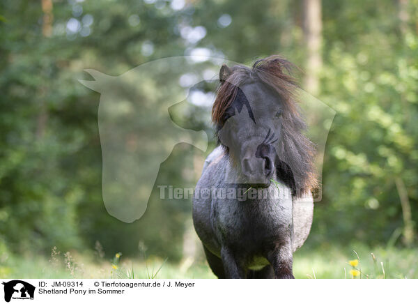 Shetland Pony im Sommer / Shetland Pony in summer / JM-09314