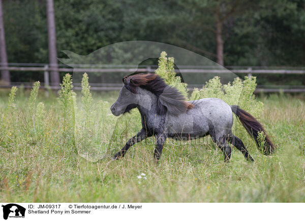 Shetland Pony im Sommer / Shetland Pony in summer / JM-09317