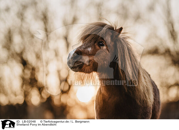 Shetland Pony im Abendlicht / Shetland Pony at sundown / LB-02048