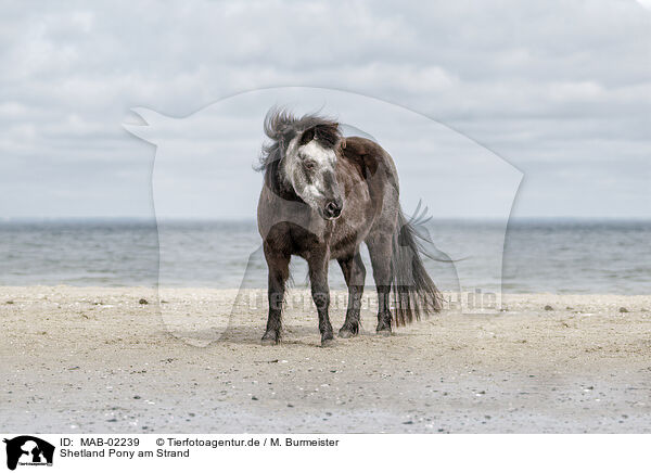 Shetland Pony am Strand / Shetland Pony at the beach / MAB-02239