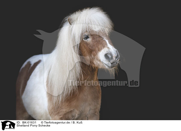 Shetland Pony Schecke / BK-01631