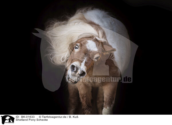 Shetland Pony Schecke / BK-01633