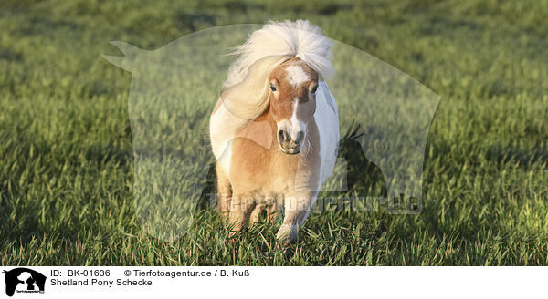Shetland Pony Schecke / BK-01636