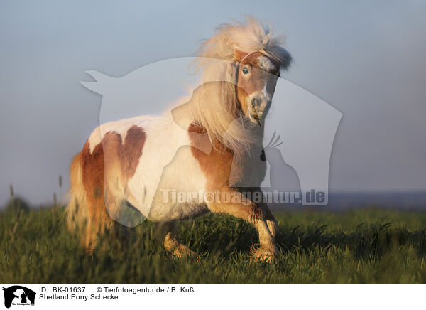 Shetland Pony Schecke / skewbald Shetland Pony / BK-01637