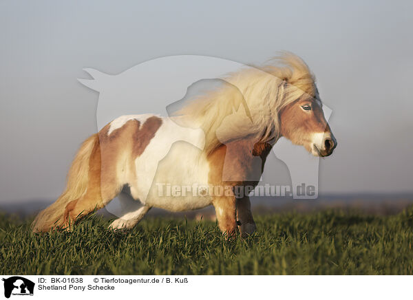 Shetland Pony Schecke / BK-01638