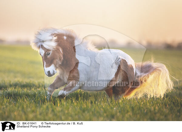 Shetland Pony Schecke / BK-01641