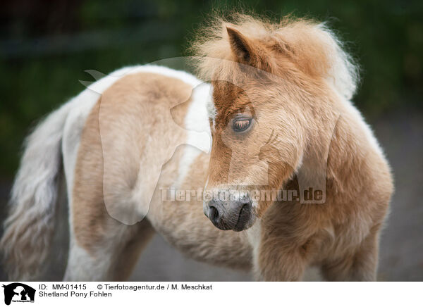 Shetland Pony Fohlen / Shetland Pony foal / MM-01415