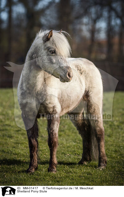 Shetland Pony Stute / MM-01417