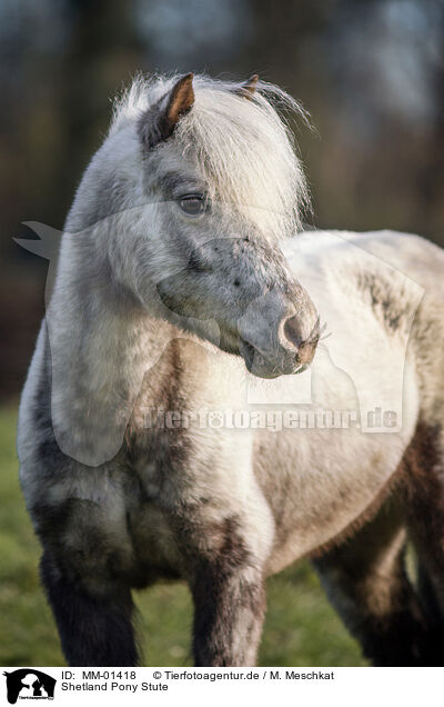 Shetland Pony Stute / MM-01418