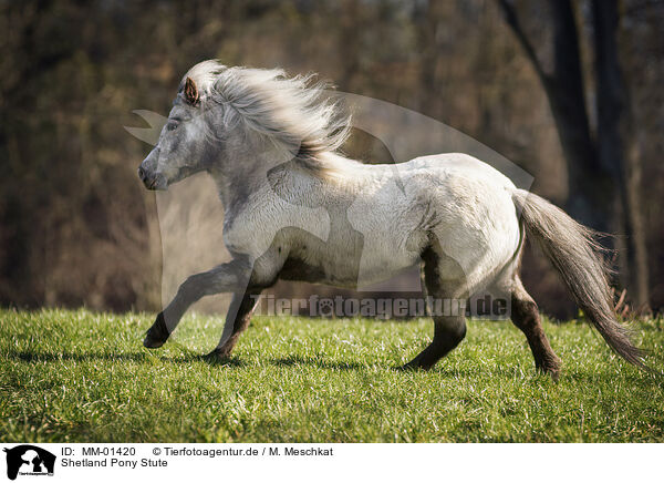Shetland Pony Stute / MM-01420