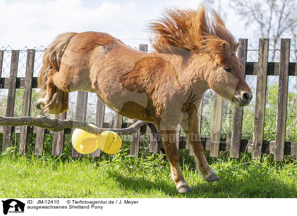 ausgewachsenes Shetland Pony / adult Shetland Pony / JM-12410