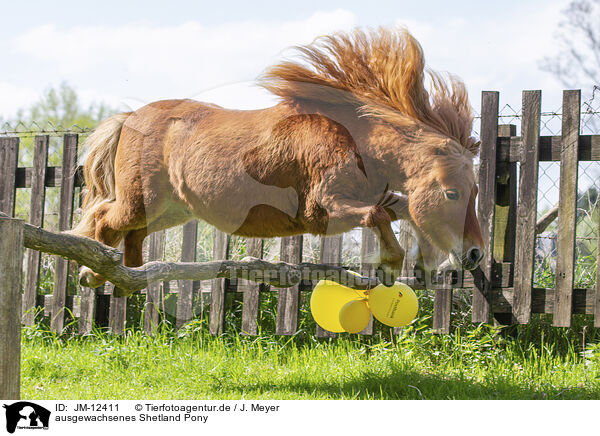 ausgewachsenes Shetland Pony / JM-12411
