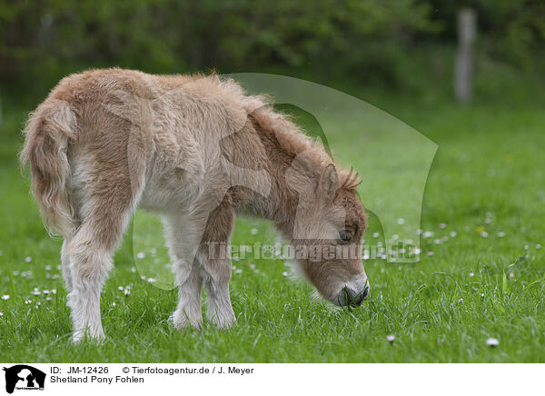 Shetland Pony Fohlen / Shetland Pony Foal / JM-12426