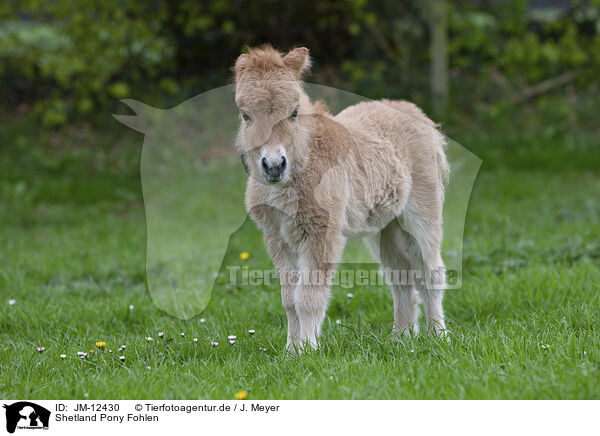 Shetland Pony Fohlen / Shetland Pony Foal / JM-12430