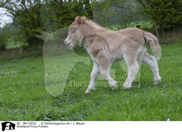 Shetland Pony Fohlen / Shetland Pony Foal / JM-12432