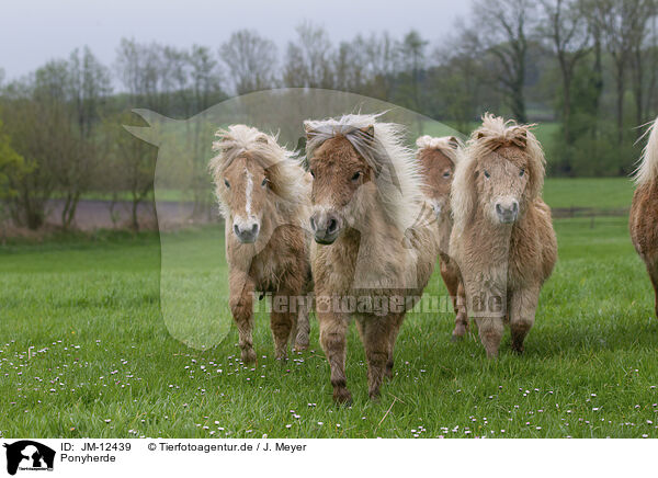Ponyherde / herd of ponies / JM-12439
