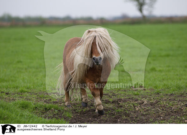 ausgewachsenes Shetland Pony / adult Shetland Pony / JM-12442