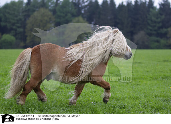 ausgewachsenes Shetland Pony / adult Shetland Pony / JM-12444