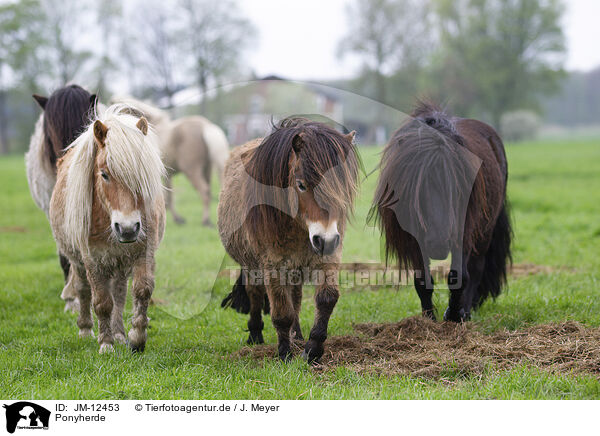 Ponyherde / herd of ponies / JM-12453