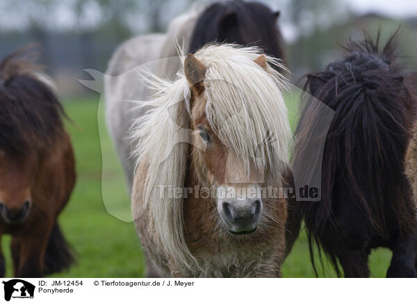 Ponyherde / herd of ponies / JM-12454