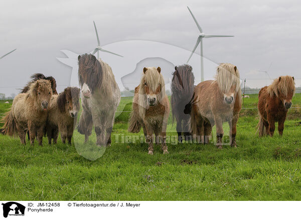Ponyherde / herd of ponies / JM-12458