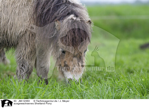 ausgewachsenes Shetland Pony / JM-12460