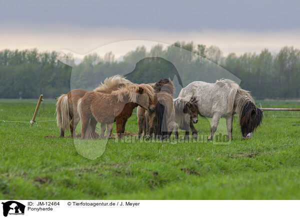 Ponyherde / herd of ponies / JM-12464