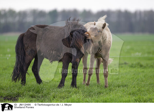 Shetland Ponies / JM-12466