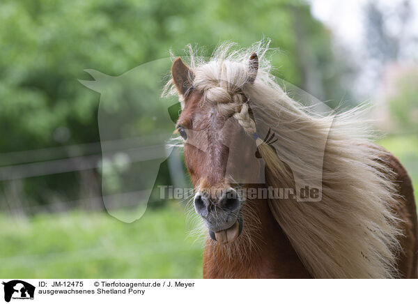 ausgewachsenes Shetland Pony / JM-12475