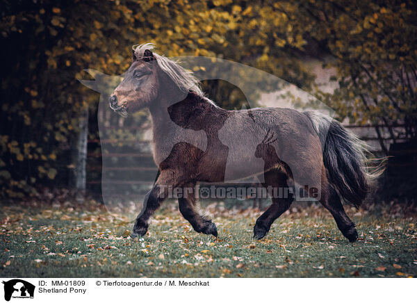 Shetland Pony / Shetland Pony / MM-01809