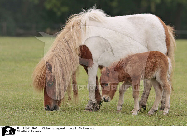 Shetland Ponies / HS-01841