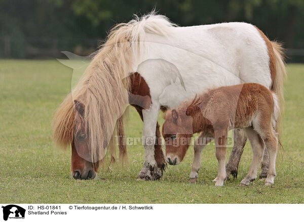 Shetland Ponies / Shetland Ponies / HS-01841