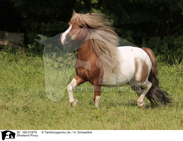 Shetland Pony / Shetland Pony / HS-01879
