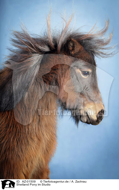 Shetland Pony im Studio / Shetland Pony in studio / AZ-01509