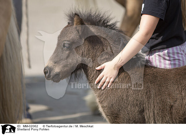 Shetland Pony Fohlen / MM-02062