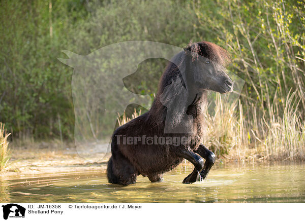 Shetland Pony / Shetland Pony / JM-16358