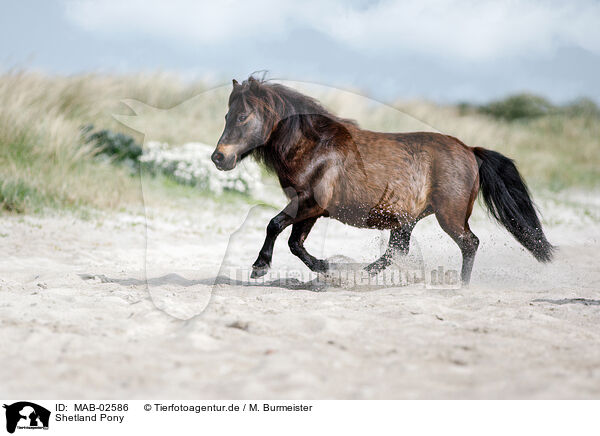 Shetland Pony / MAB-02586