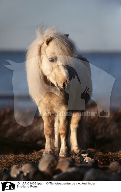 Shetland Pony / Shetland Pony / AA-01432.jpg