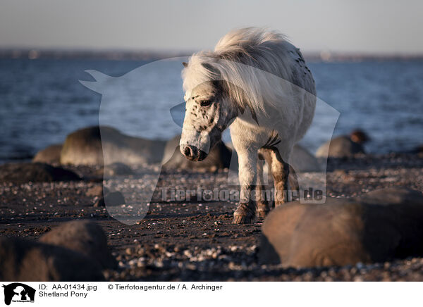 Shetland Pony / Shetland Pony / AA-01434.jpg